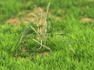 bush-x10-111to121 3D Model