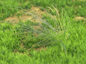 bush-x10-111to121 3D Model
