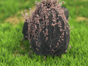 flower-x10-131to140 3D Model