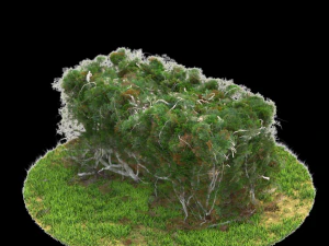 bush-x6-151to156 3D Model