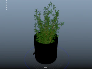 fruit and vegtebale 7 3D Model