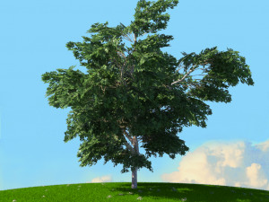 spring trees x20 no1 3D Модель