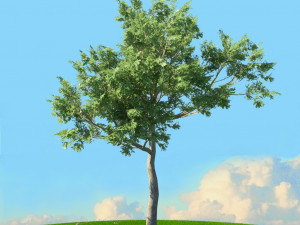 spring trees x20 no1 3D Model