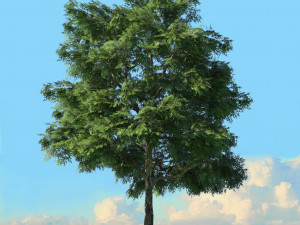 spring trees x20 no1 3D Model