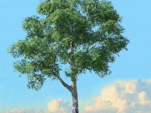 spring trees x20 no1 3D Model