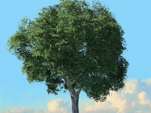 spring trees x20 no1 3D Model