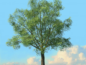 spring trees x20 no1 3D Model