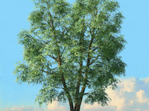 spring trees x20 no1 3D Model