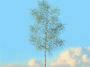 spring trees x20 no1 3D Model