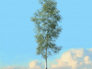 spring trees x20 no1 3D Model