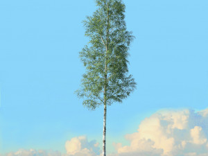 spring trees x20 no1 3D Model