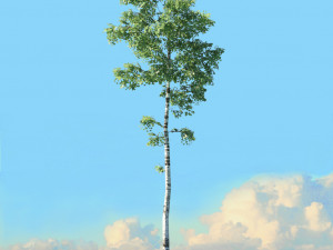 spring trees x20 no1 3D Model