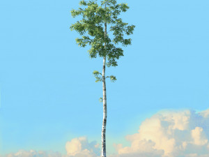 spring trees x20 no1 3D Model