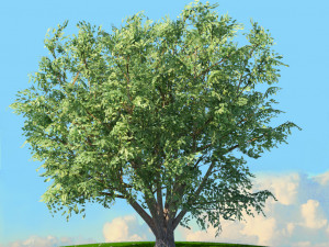 spring trees x20 no1 3D Model