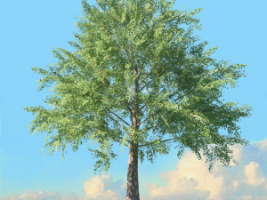 spring trees x20 no1 3D Model