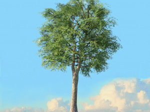 spring trees x20 no1 3D Model