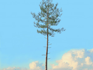spring trees x20 no1 3D Model