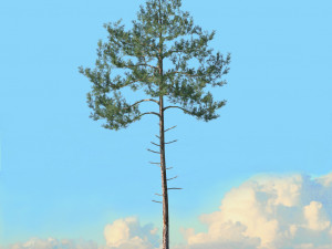 spring trees x20 no1 3D Model