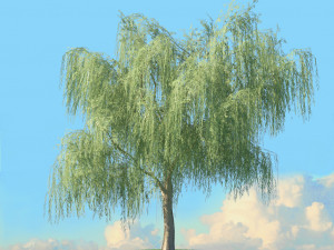 spring trees x20 no1 3D Model