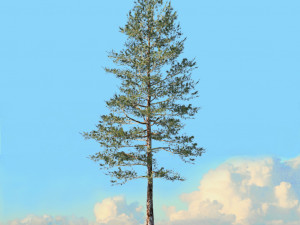 spring trees x20 no2 3D Модель