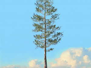 spring trees x20 no2 3D Model