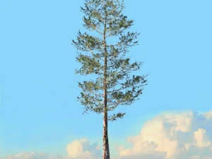 spring trees x20 no2 3D Model