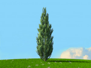 spring trees x20 no2 3D Model