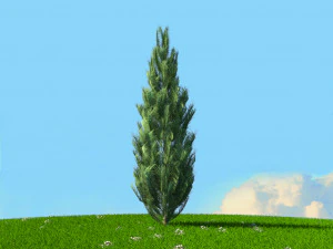 spring trees x20 no2 3D Model