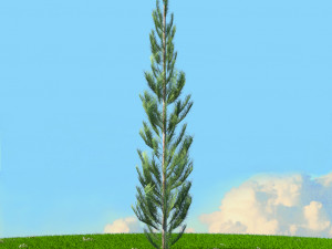 spring trees x20 no2 3D Model