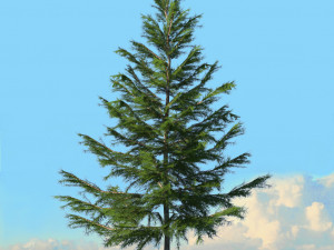spring trees x20 no2 3D Model