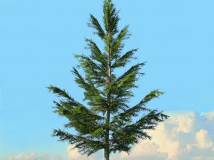spring trees x20 no2 3D Model