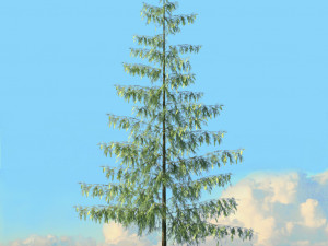 spring trees x20 no2 3D Model