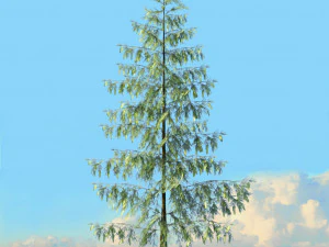 spring trees x20 no2 3D Model