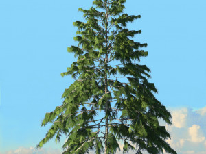 spring trees x20 no2 3D Model