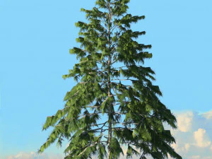 spring trees x20 no2 3D Model