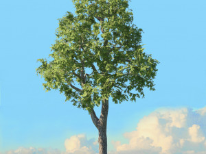 spring trees x20 no2 3D Model