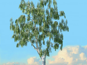 spring trees x20 no2 3D Model
