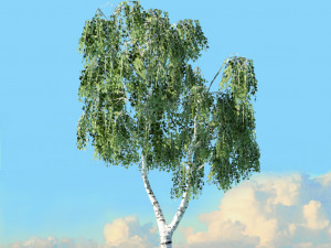 spring trees x20 no2 3D Model