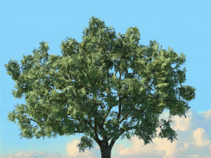 spring trees x20 no2 3D Model
