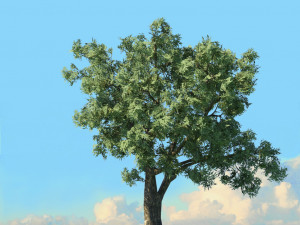 spring trees x20 no2 3D Model
