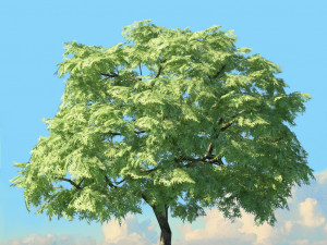 spring trees x20 no2 3D Model