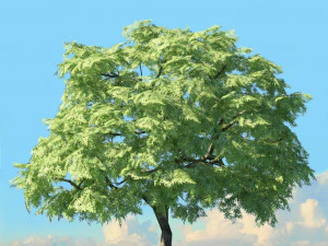 spring trees x20 no2 3D Model
