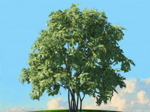 summer trees x21 3Dモデル