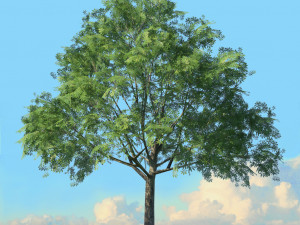 summer trees x21 3D Model
