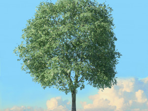 summer trees x21 3D Model