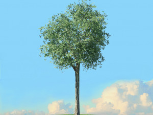 summer trees x21 3D Model