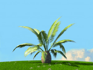 summer trees x21 3D Model