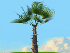 summer trees x21 3D Model