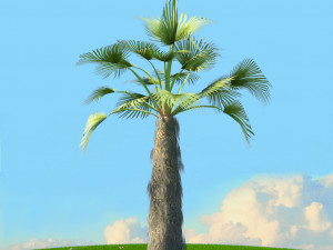 summer trees x21 3D Model