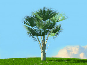 summer trees x21 3D Model